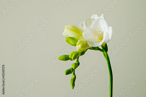 Delicate freesia inflorescence isolated on grey background as spring holiday season symbol concept. Close up shot of fresh flowers with a lot of copy space for text. Minimalistic background.