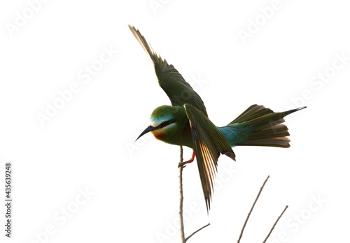 Blue-cheeked bee-eater perched on a tree at Asker marsh, Bahrain
