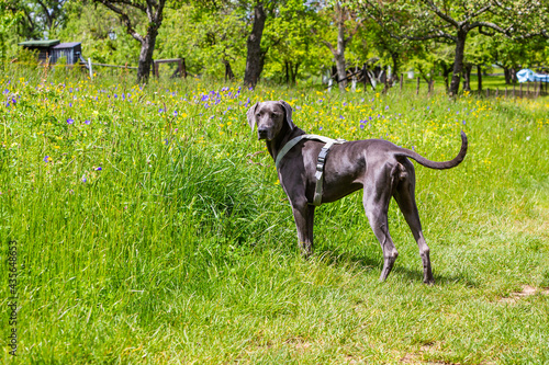 weimaraner pet dog stands beside a green meadow