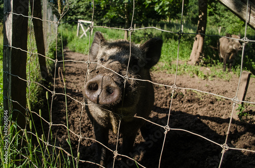 Wild boar inside a fence.