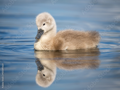 Beautiful baby cygnet mute swan chicks fluffy grey and white in blue lake water with reflection in river. Springtime new born wild swans birds in pond. 