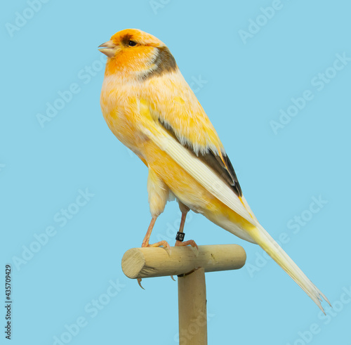 Yorkshire canary bird perched in softbox