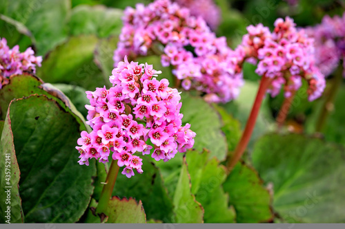 Pink Flowers of Bergenia Cordifolia