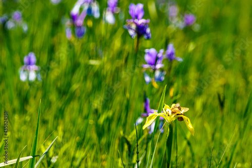 isolated yellow iris on field with booming blue Siberian iris and green background. auf der gelben Lilie sitzen zwei goldene Scheckenfalter. in the high moor of Rhine valley by the lake of Constance