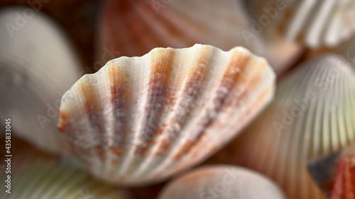 Lots of amazing variety of seashells, seashells background.