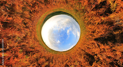 Stereographic panoramic projection of a fern tunnel with blue sky. 360 degree panorama.