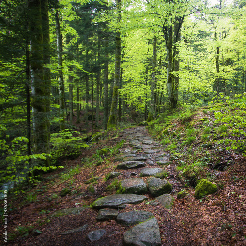 chemin de dalles en pierres au milieu d'un sous-bois dans la forêt vosgienne en France