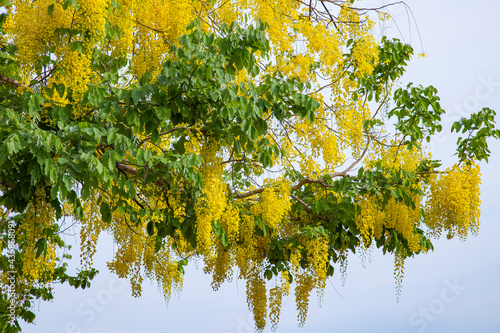 Cassia fistula or Golden Shower flower are blooming