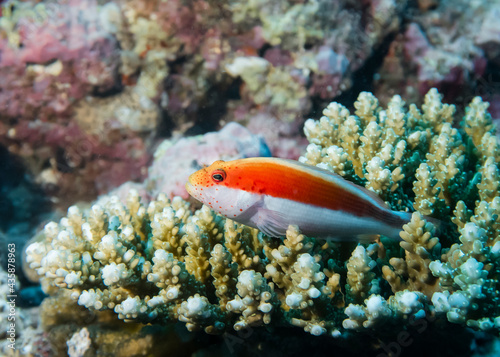 Orange-striped Hawkfish perches on a coral at the bottom of the Indian Ocean