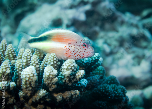 Red-freckled Hawkfish perches on a coral at the bottom of the Indian Ocean