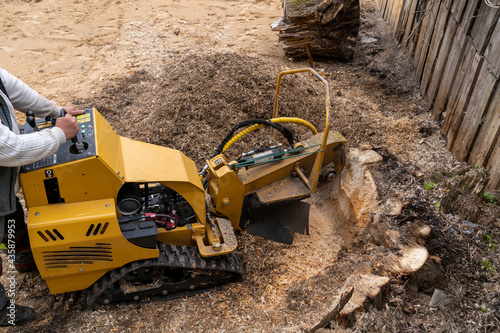 A large wooden stump is milled with a yellow stump cutter or grinder against the background of a plank wall. A large wooden stump is milled with a yellow stump cutter against the background of a plan