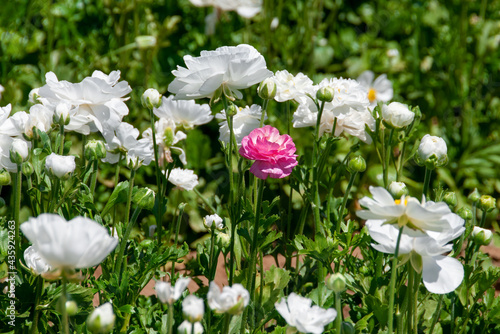 Bright Ranunculus Flowers