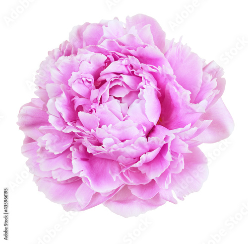 Pink peony flower isolated