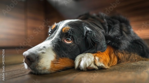 Pies berneńczyk leży na podłodze - mała głębia ostrości