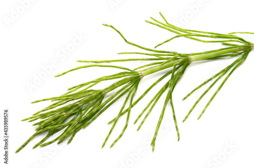 Fern horsetail (Equisetum arvense) isolated on white background