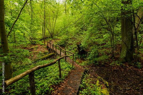 Rezerwat Buki nad jeziorem Lutomskim | Sierakowski Park Krajobrazowy