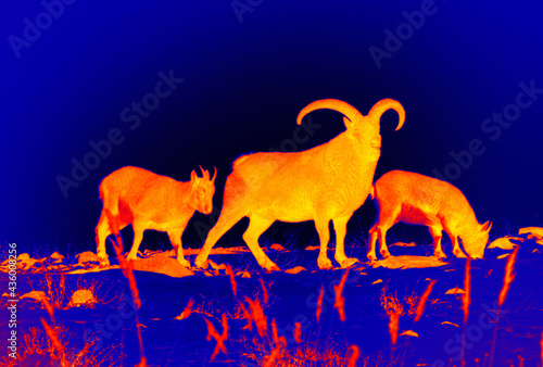 Ibexes, wild goat. Scanning the animal's body temperature with a thermal imager