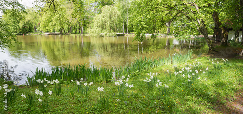 blooming narcissus at the shore of a pond, park landscape Bad Aibling, bavaria in spring