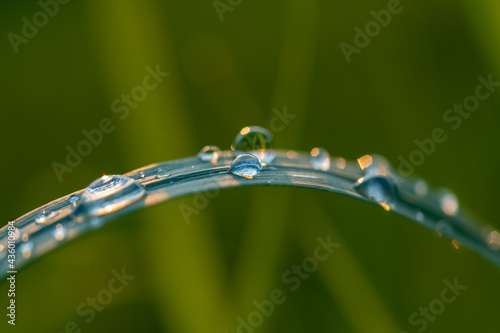 Gras Halm Wasser Tropfen Makro Nahaufnahme Wiese Weide Gräser Hintergrund Frühling Tau Regen Struktur Details selektive Schärfe hell Sonne Sauerland Deutschland Mai Saison gebogen Brechung Abendlicht 