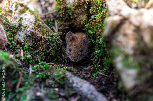 Mysz polna w lesie