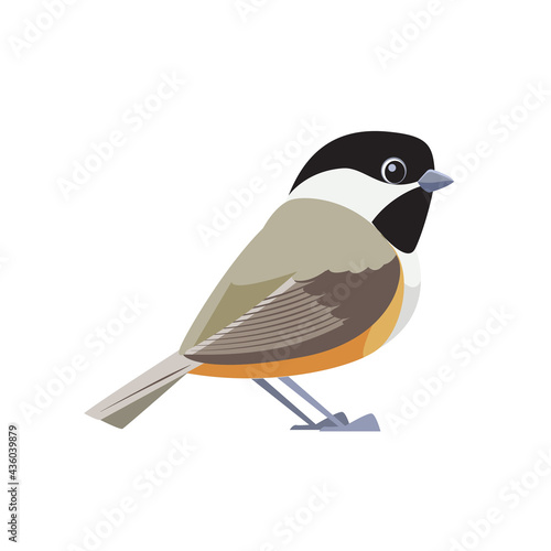 Black-capped chickadee is a small, songbird. It is a passerine bird in the tit family. Cartoon flat style beautiful character of ornithology, vector illustration isolated on white background