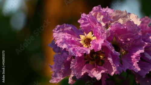 Closeup Queen's Flower or Inthanin flower in Thailand and Lagerstroemia speciosa (L.) Pers . Queen's crape myrtle, Pride of India, Jarul, Pyinma Lagerstroemia 