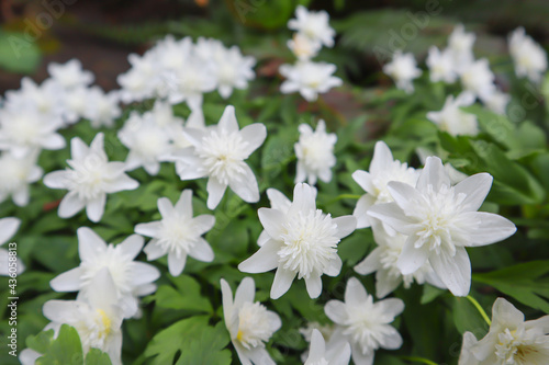 anemone nemorosa vestal