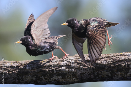 Baby European Starlings following mother begging for food. Some are now starting to look for their own food. Crucial survival skill. on lawn and branch