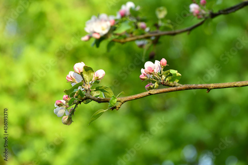 gałązka kwitnącej jabłoni