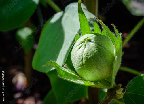 A green cotton boll before opening on the plant 