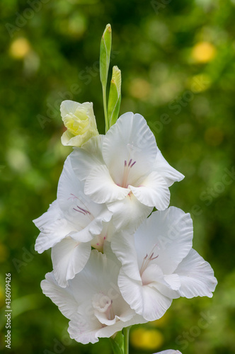 Gladiolus grandiflorus alba white big large flowers in bloom on tall stem, beautiful ornamental flowering bulbous plants