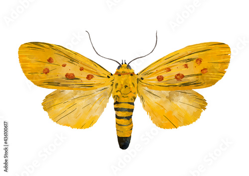 Illustration of yellow moth with orange spots on white background