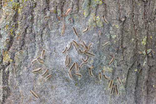 Oak processionary nest on tree in the forest, Thaumetopoea processionea is a moth whose caterpillars, These stinging hairs can cause itching, bumps and eye complaints, Eikenprocessierups, Netherlands.