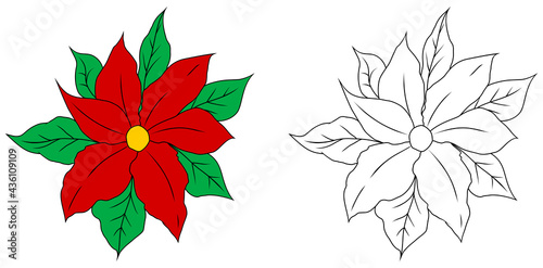 Christmas poinsettia flower. Coloring book page for children. Colored and outline vector illustration isolated on white background. Christmas star.