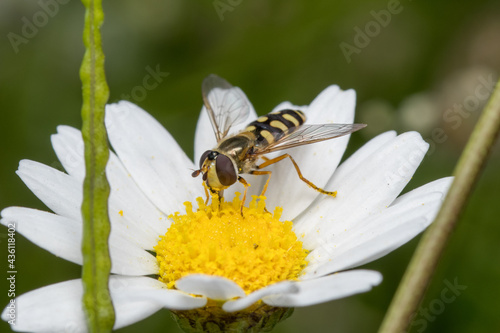 Soft focus of a hoverfly gathering nectar and pollen from a daisy flower at a garden