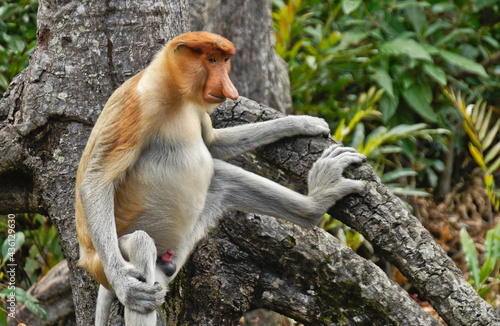 Male proboscis (long-nosed) monkey sitting on tree branch, Sabah (Borneo), Malaysia