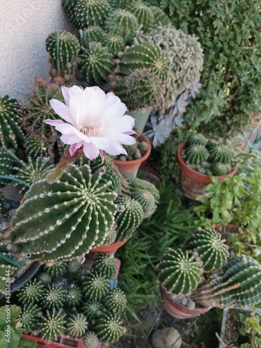 大輪のさぼてんの花