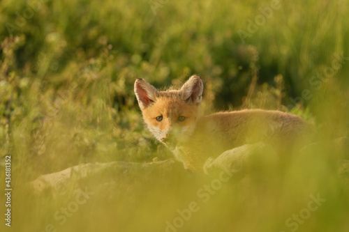 Cute red fox cub in the grass - Vulpes vulpes