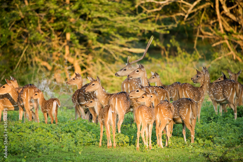 A group of deers at Yala National Park, Sri Lanka