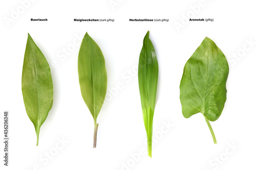 allium ursinum, Double runner, Doppelganger