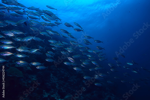 scad jamb under water / sea ecosystem, large school of fish on a blue background, abstract fish alive