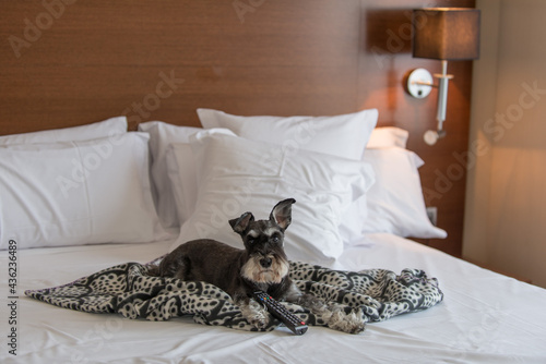 schnauzer waiting for the room service in a hotel room