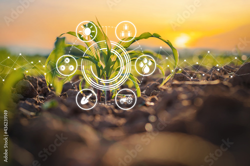 Maize seedling in cultivated agricultural field with graphic concepts modern agricultural technology, digital farm, smart farming innovation