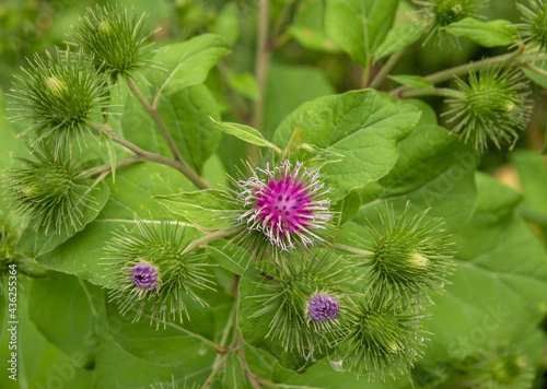 Purple burdock plant in field close up 