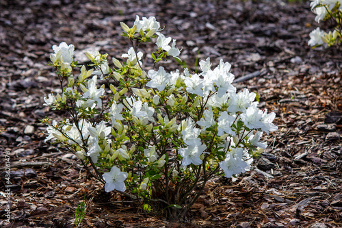 Różanecznik o białych kwiatach odmiany "apirl snow"