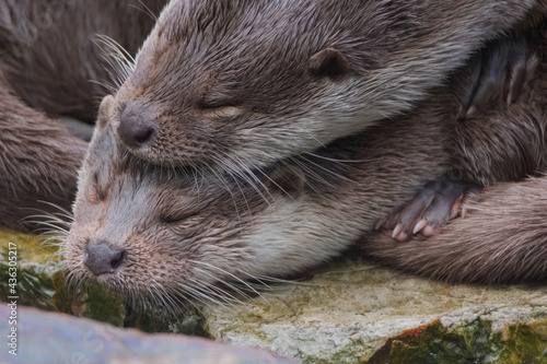 Otters Lutra lutra, Warsaw ZOO