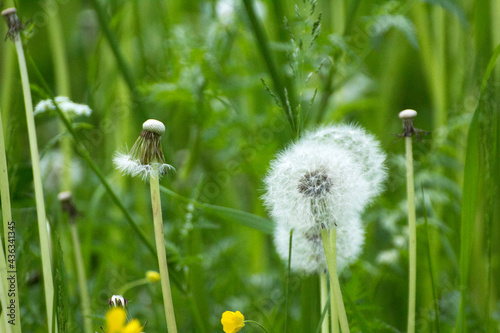 white dandelions on a background of green nature