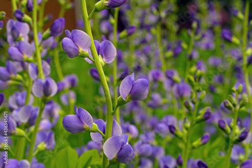 Blue false indigo known as blue wild indigo on a cloudy day in the garden. It is a flowering plant that is toxic.