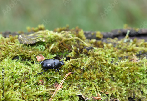 dung beetle walks on green moss 