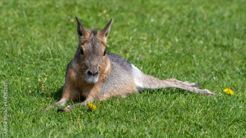 Very Young Patagonian Mara Resting on Grass